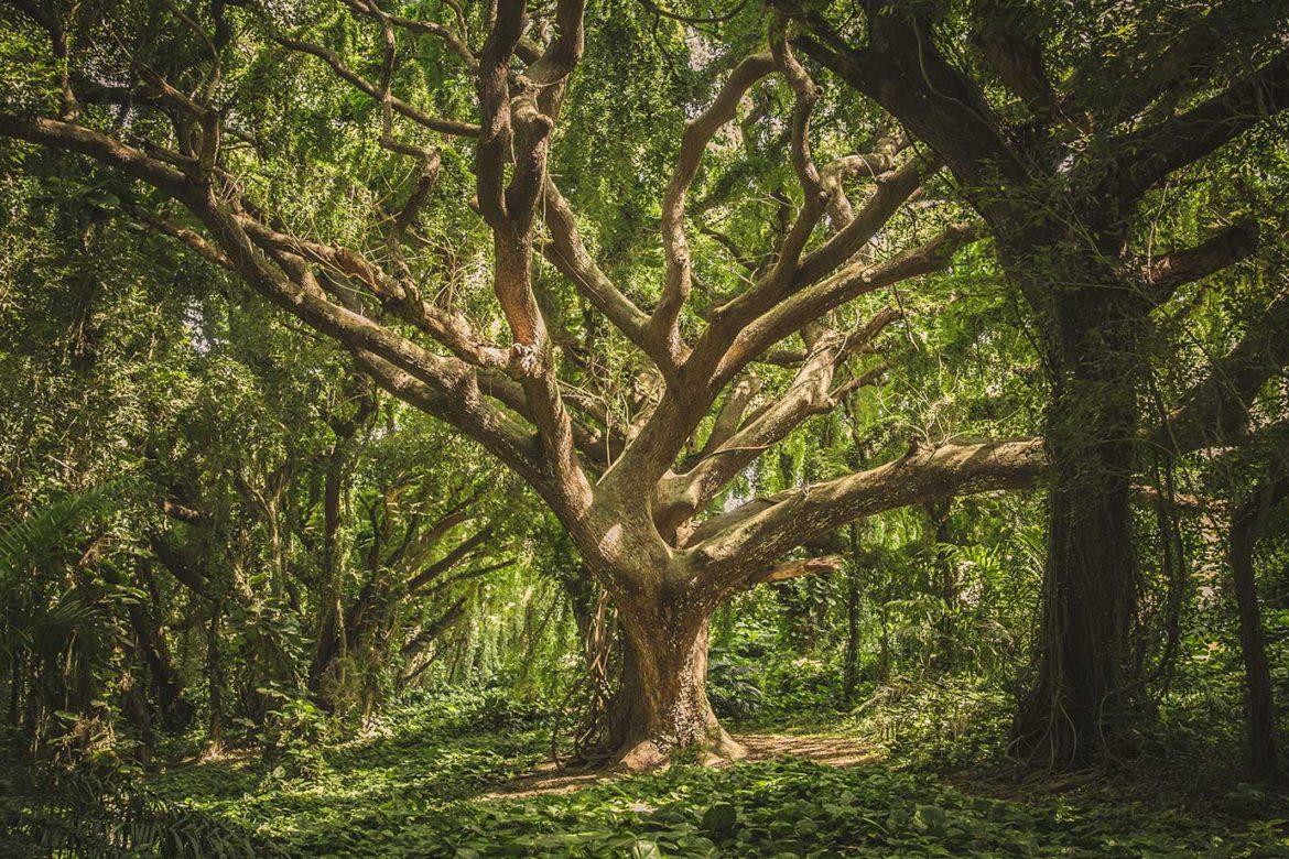 tree, consultant, arboriculture, arboricultural consultant,