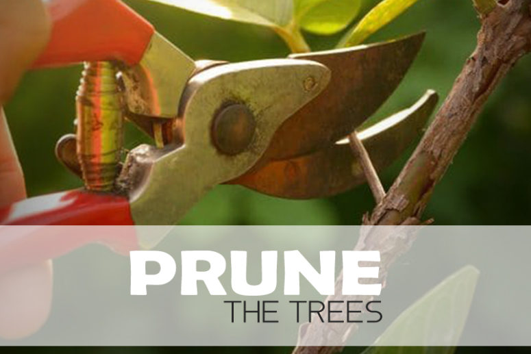Prune Trees