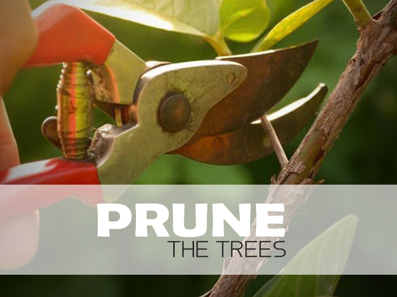 Prune Trees