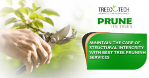 tree pruning techniques