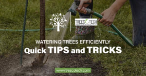 Quick Tips and Tricks for Watering Trees Efficiently