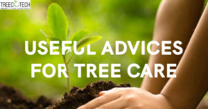 Useful Advices for Tree Care