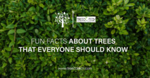 Fun Facts About Trees That Everyone Should Know