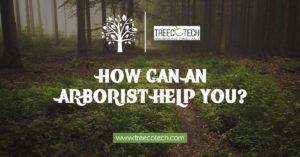 How Can an Arborist Help You by treecotech