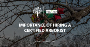 Importance of Hiring a Certified Arborist