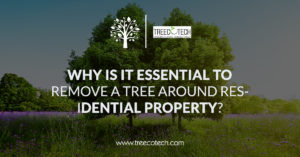 Why is it Essential to Remove a Tree Around Residential Property