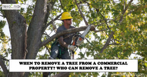 When to Remove a Tree from a Commercial Property