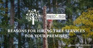 Reasons for Hiring Tree Services for Your Premises