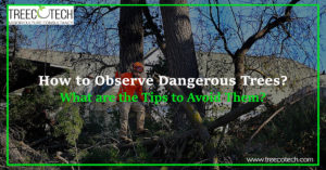 How to Observe Dangerous Trees What are the Tips to Avoid Them