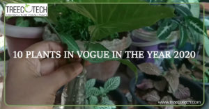 10 Plants in Vogue in the Year 2020