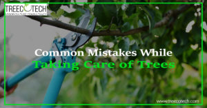 Common Mistakes While Taking Care of Trees