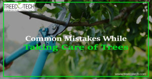 Common Mistakes While Taking Care of Trees