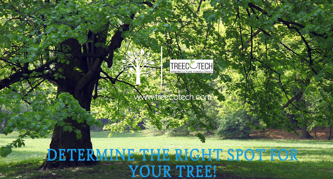 Determine The Right Spot for Your Tree