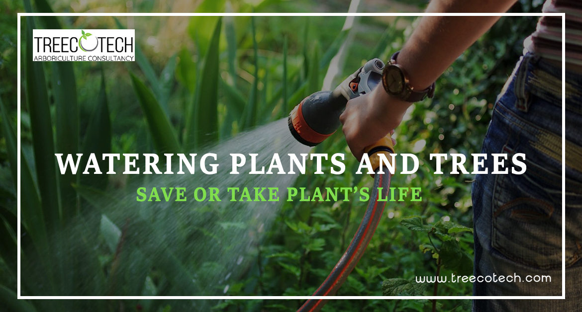 Watering Plants and Trees: Save or Take Plant's Life