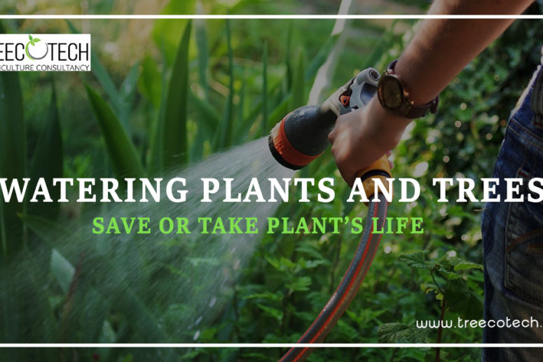 Watering Plants and Trees: Save or Take Plant's Life