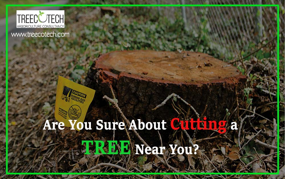 Cutting a Tree Near You