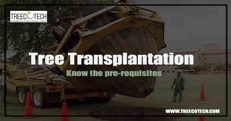 looking for tree transplantation