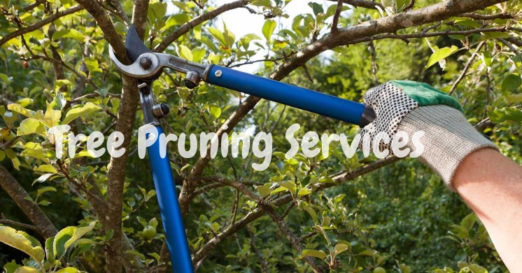 Tree Purring Services