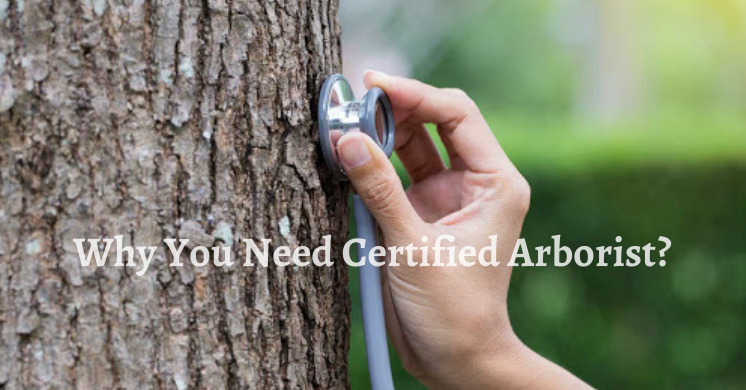 Arborist in India