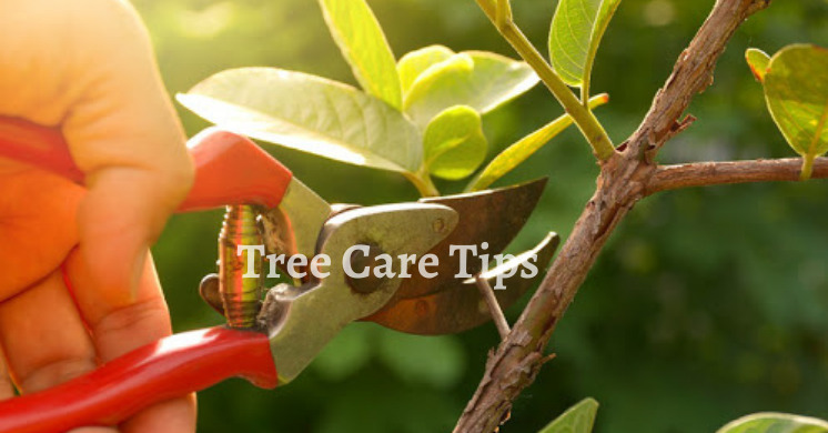 Tree Care Guide - Treecotech