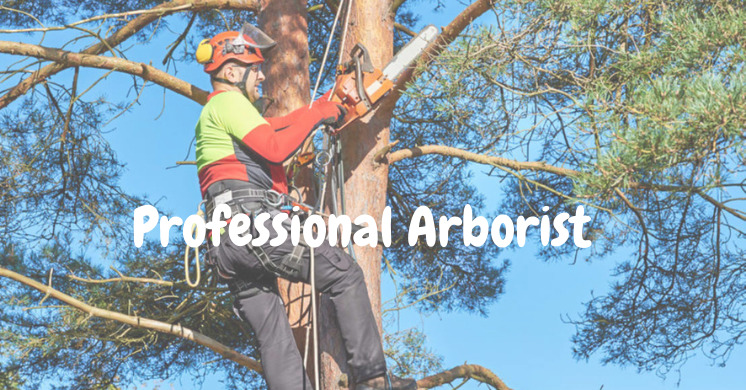 how to choose an arborist