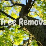 Tree Removal Services