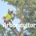 arborist