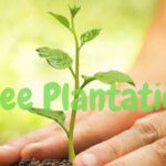 Tree Plantation