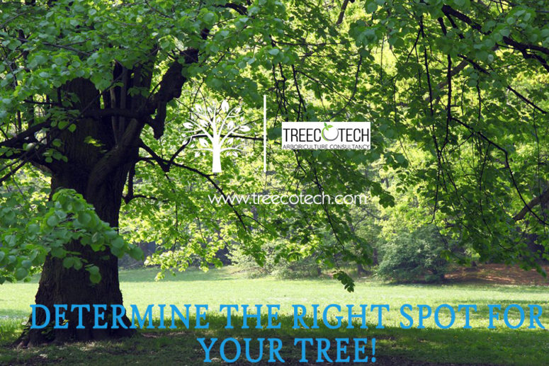 Determine The Right Spot for Your Tree