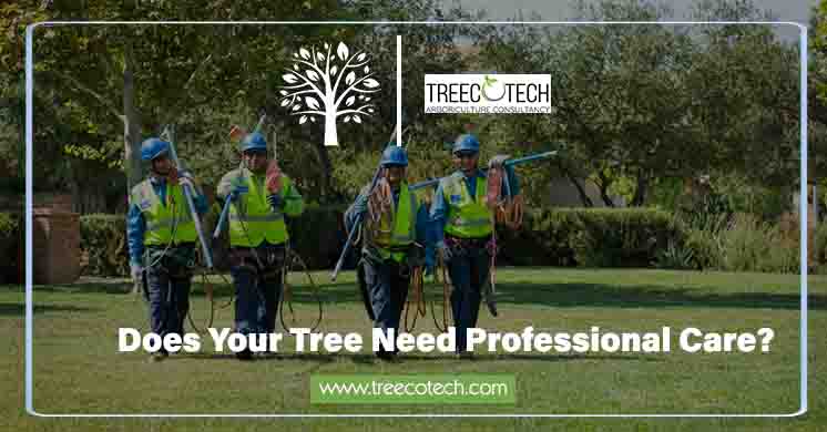 Tree Pruning Services in India