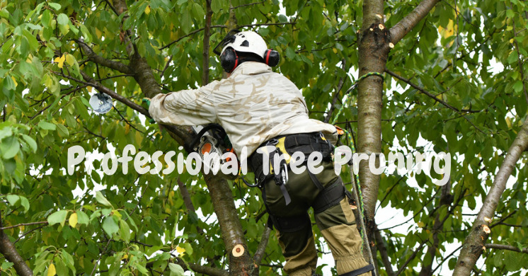 tree pruning