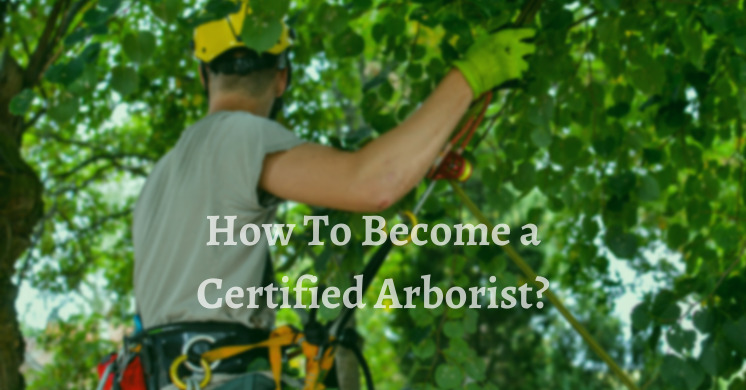 Certified Arborist