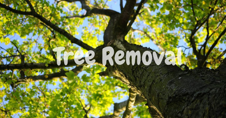 Tree Removal Services