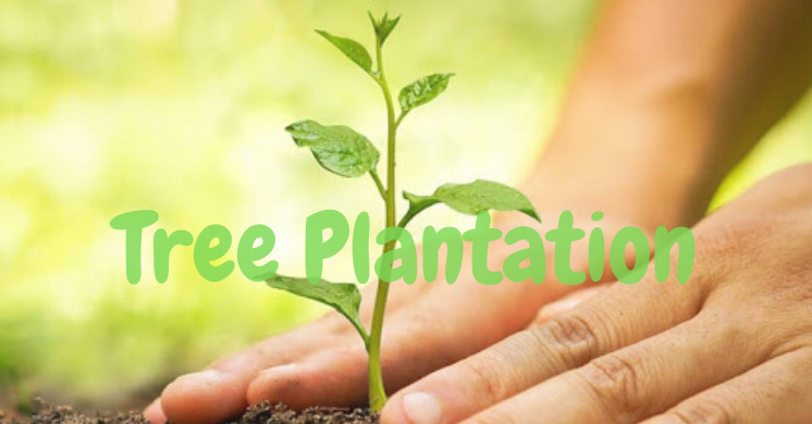 Tree Plantation