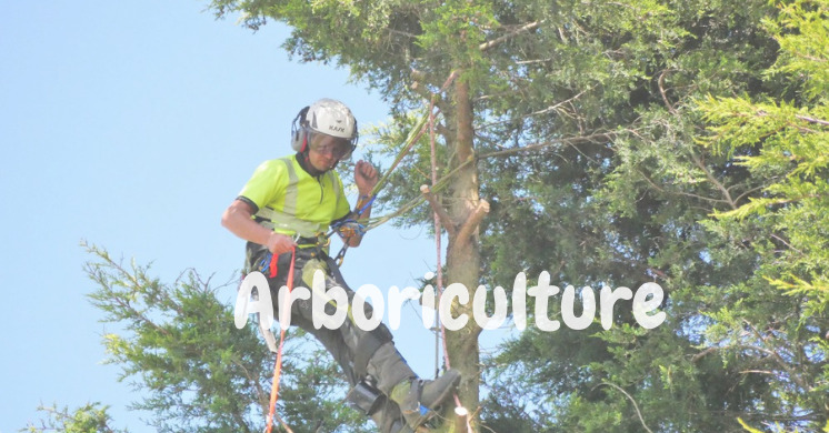 arborist